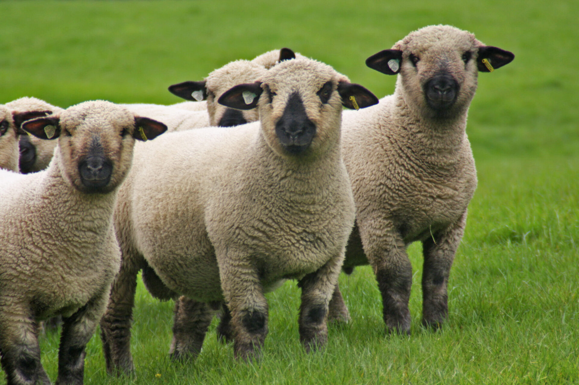 locally reared high welfare lambs