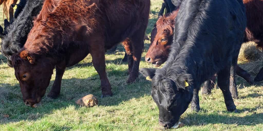 herd of Dexter beef cattle grazing in a field